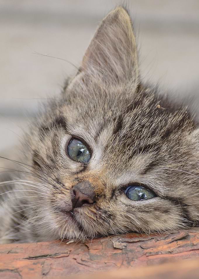 Contemplative Feline