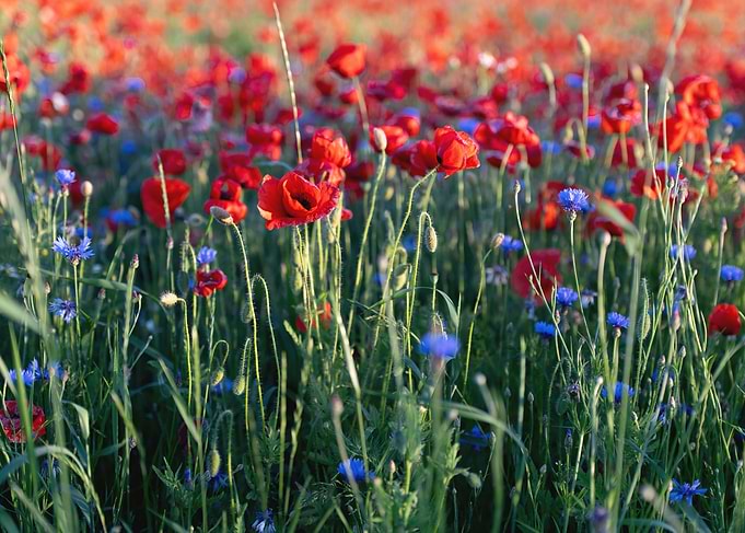 Landscape with Red Poppies