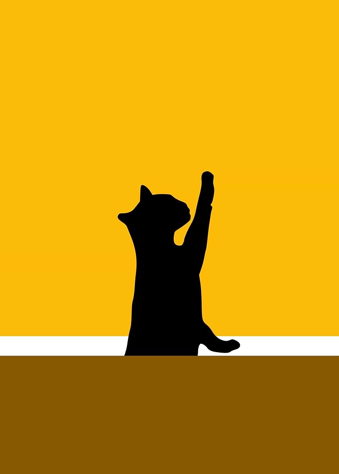 Cat Having Fun