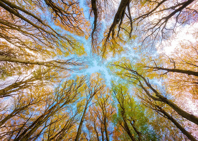 spring trees and sky