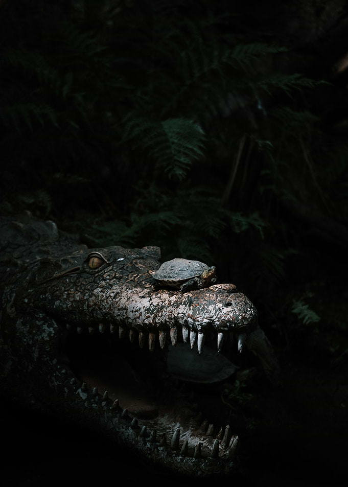 Brave Turtle King of Crocs
