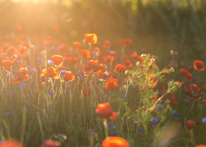 Landscape with Red Poppies