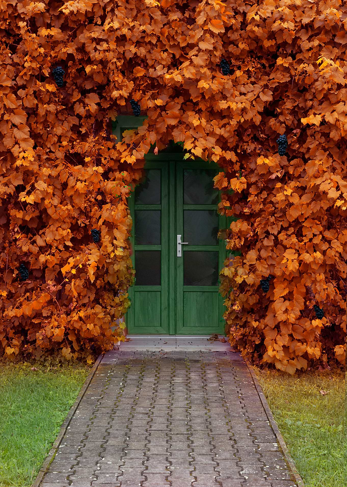 Dark grapes Entrance