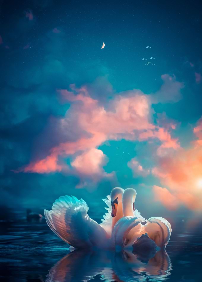 White swans couple in love