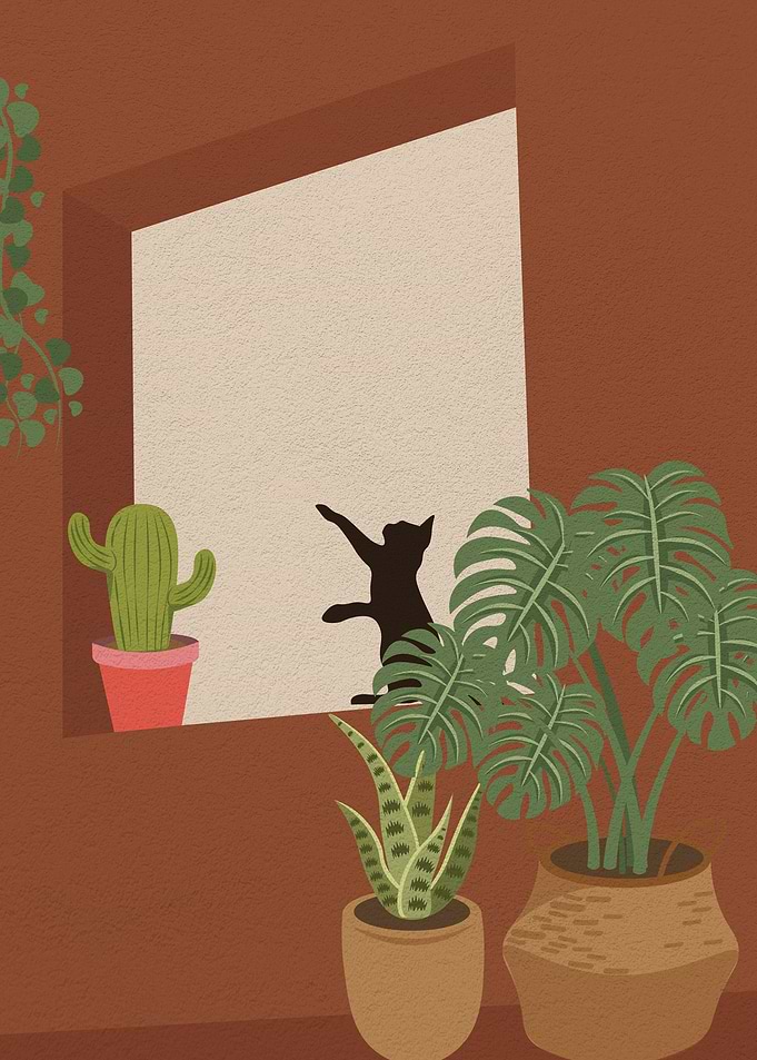 Cat at terracotta room