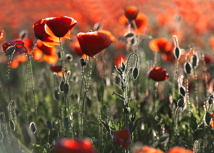 Landscape with Red Poppies