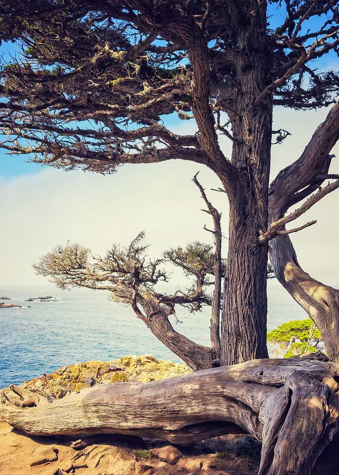 Cypress Tree