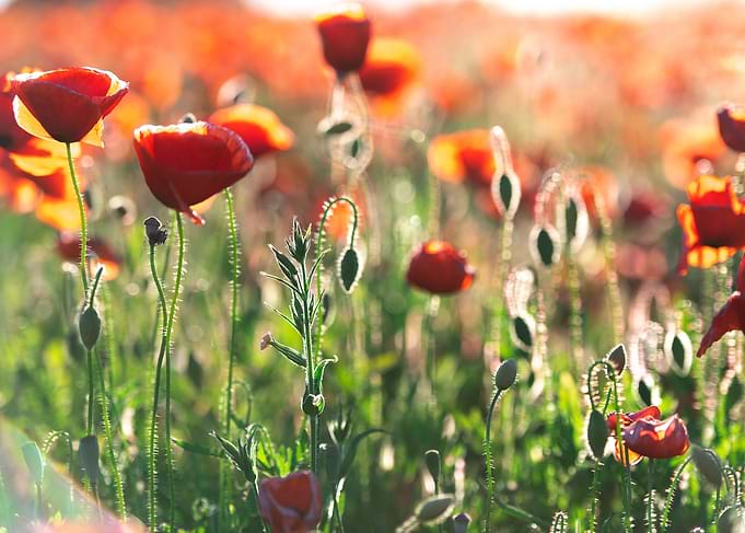 Landscape with Red Poppies
