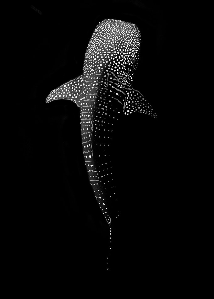 Shark