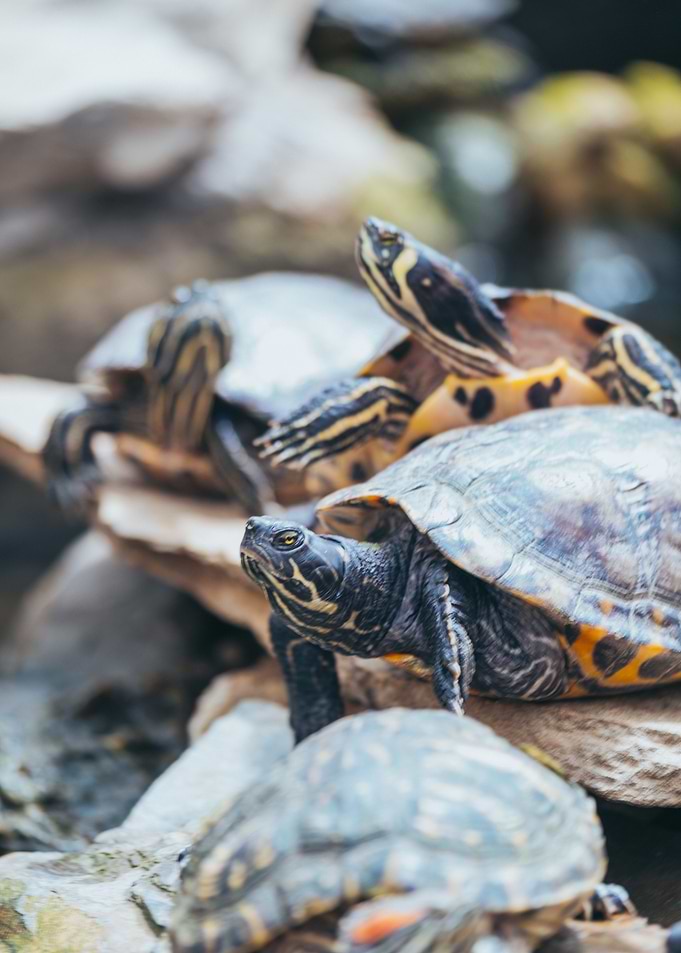 Turtle Family