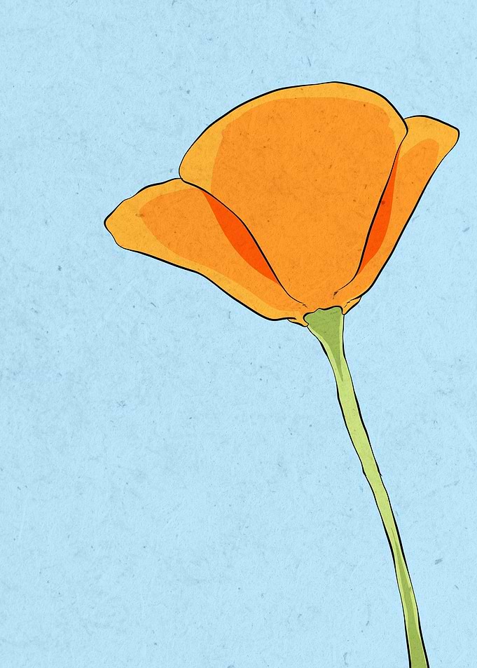 poppy flower