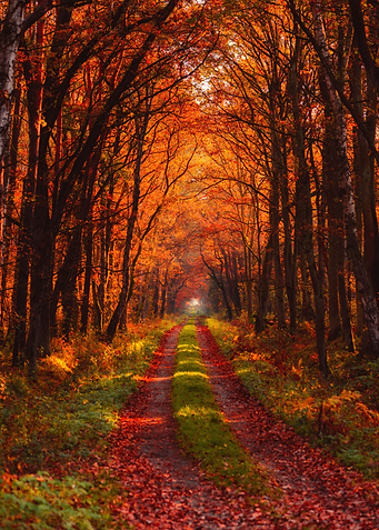 Autumn forest road