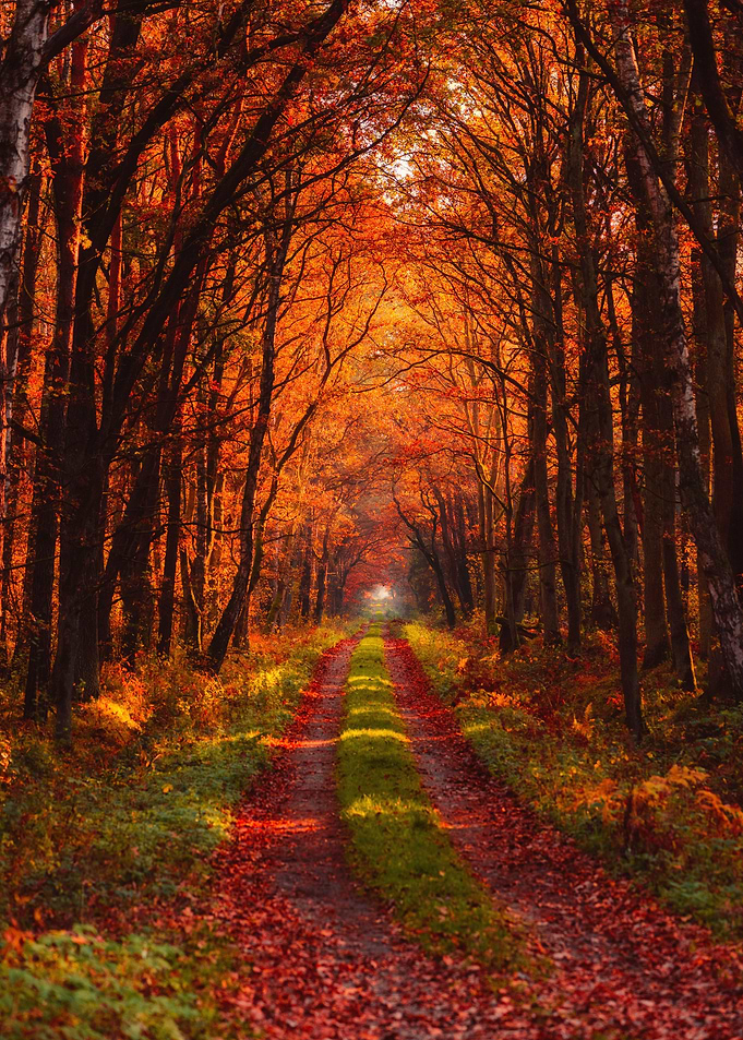 Autumn forest road