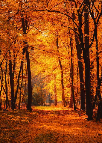 Autumn forest sunny day
