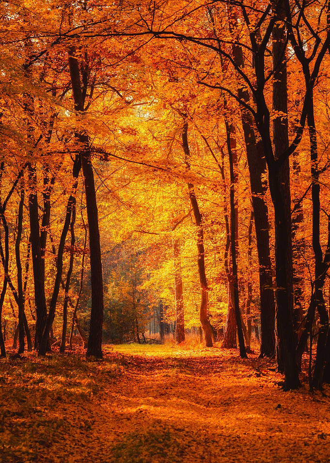 Autumn forest sunny day