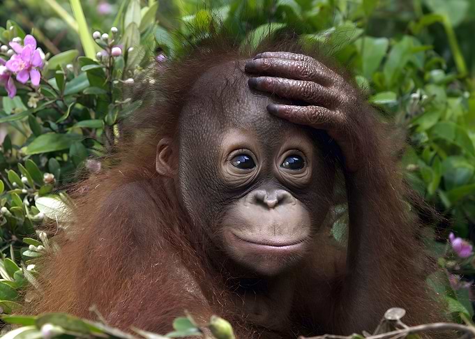 Orangutan