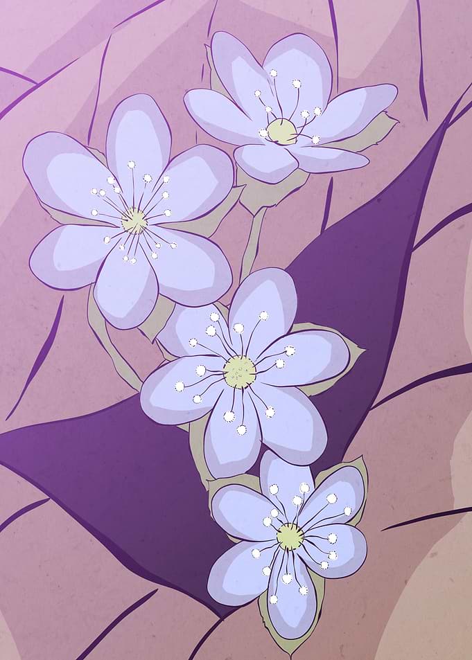 hepatica acutiloba
