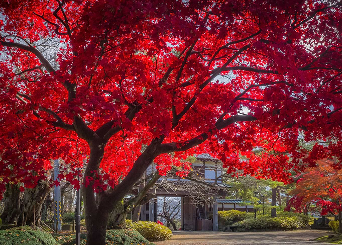 Red maple tree japan