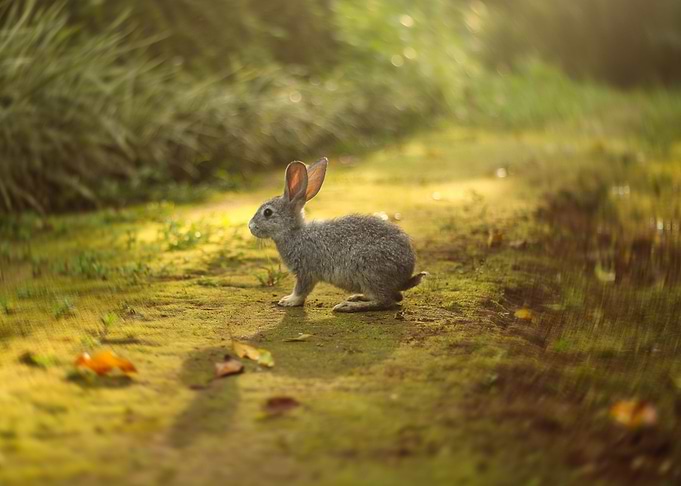 Bunny