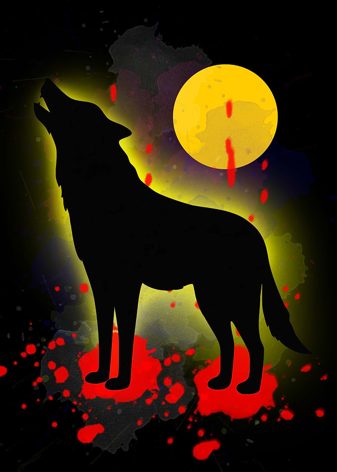Wolf Animals 8