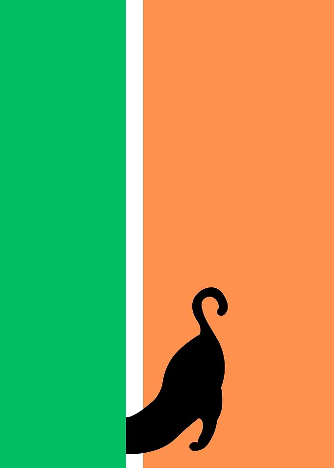 Cat Having Fun
