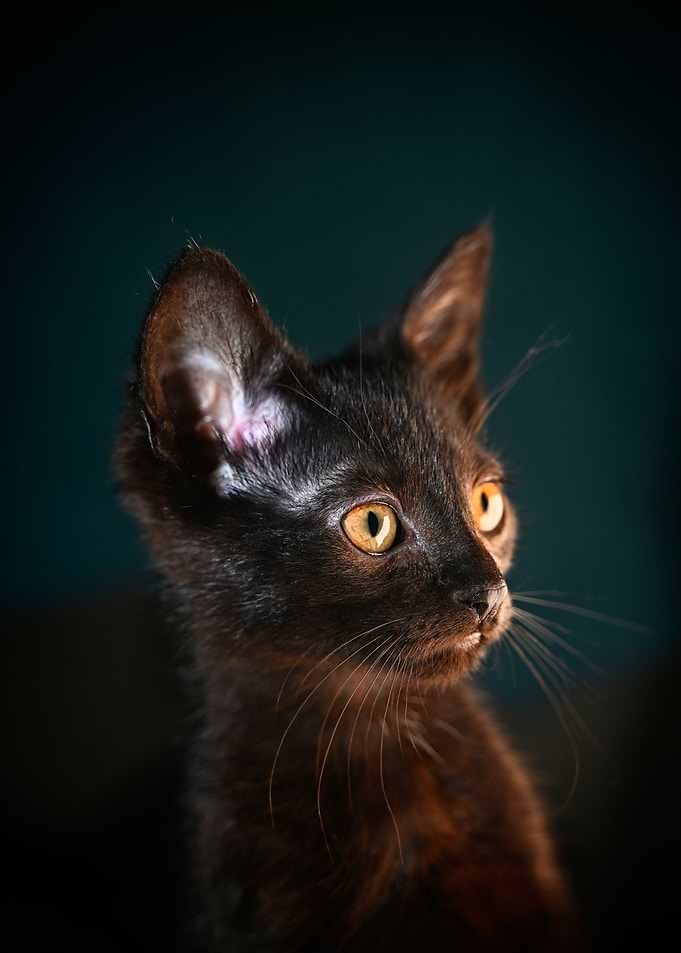 Little Kitten