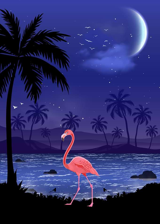 flamingo animal