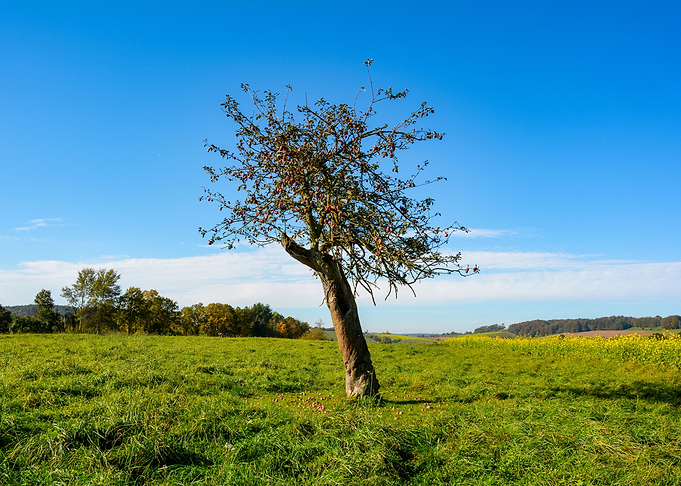 An old apple tree