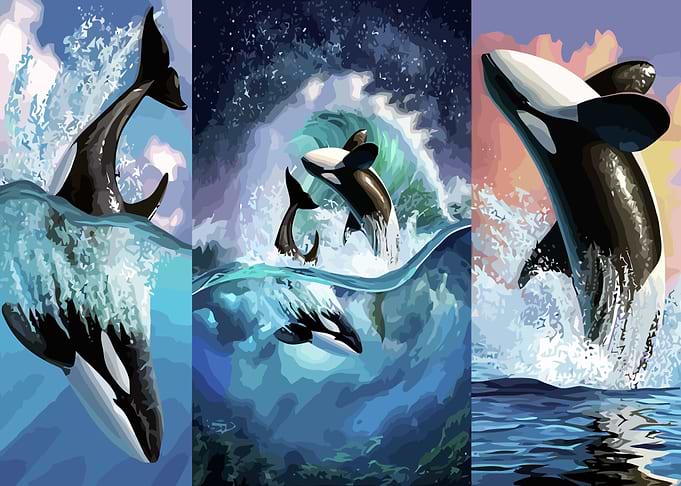 Orca Triptych