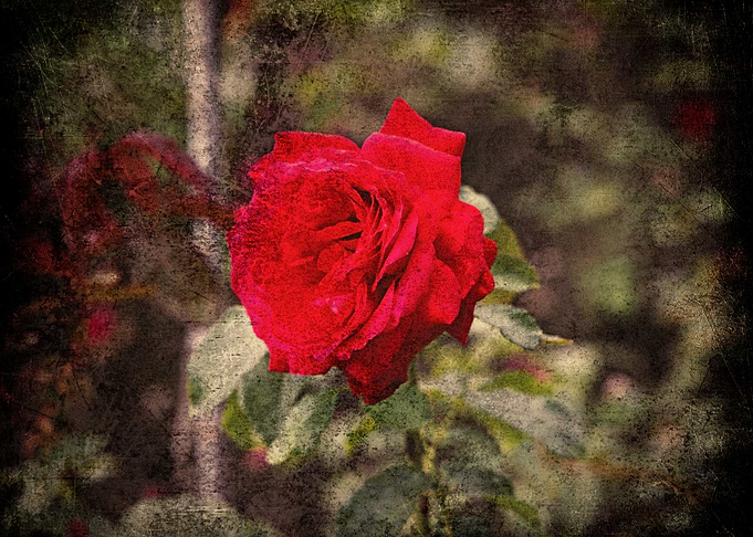 Red Rose Grunge