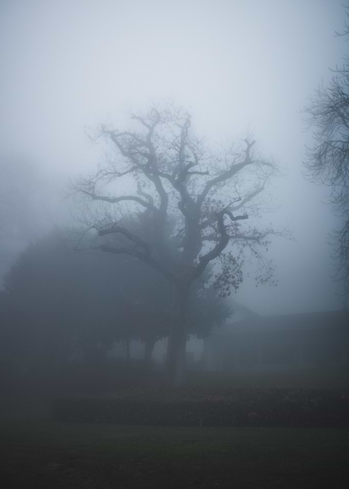 Whispers in Fog