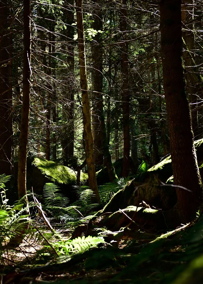 Foret des alpes