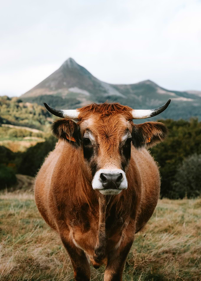 Brown Cow Grazing beauty