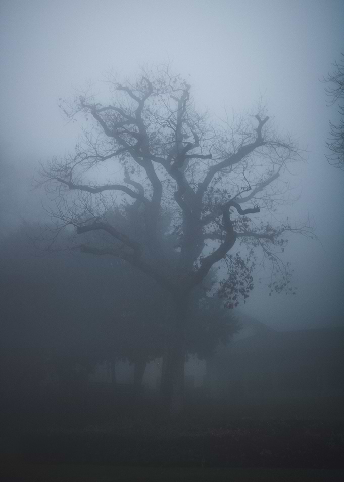 Silent Contemplation