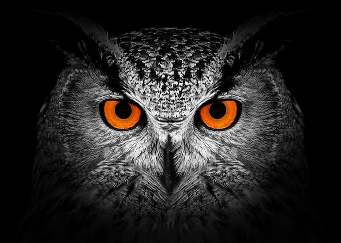 Owl on black