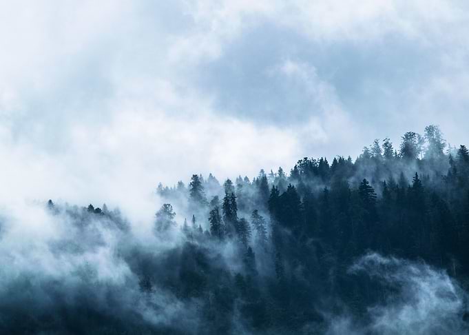Mystical Misty Forest Scen