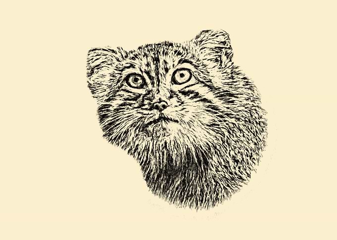 Manul