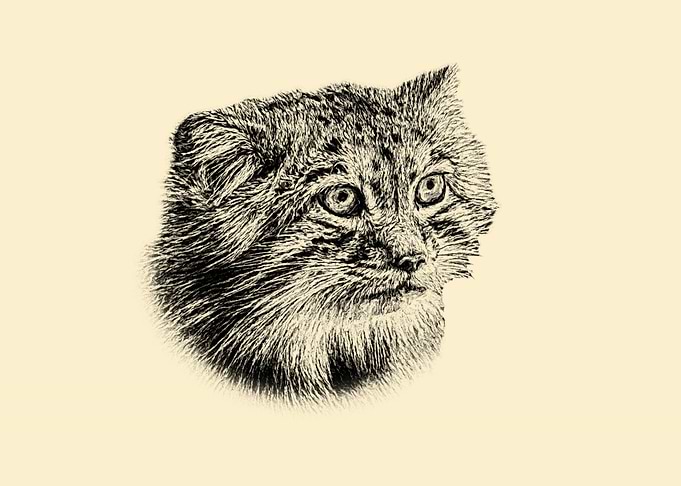 Manul
