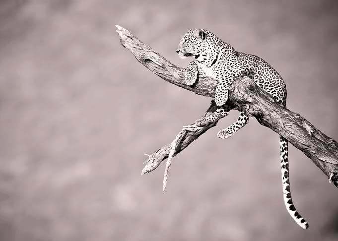 Leopard