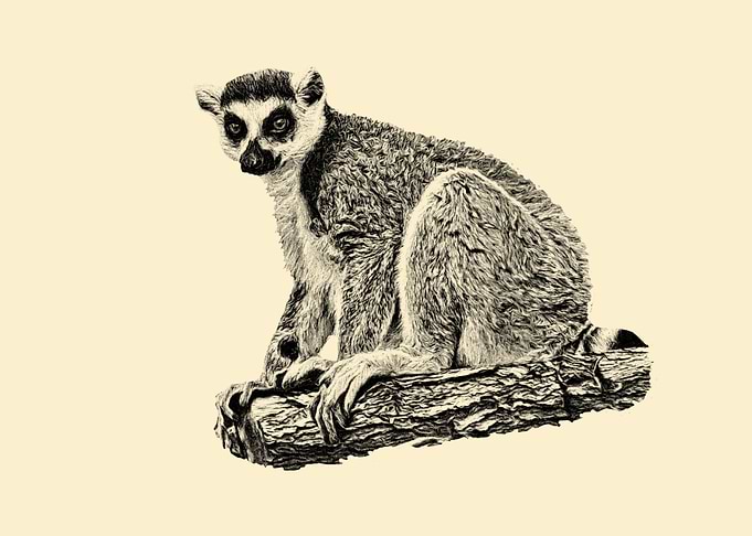 Lemur