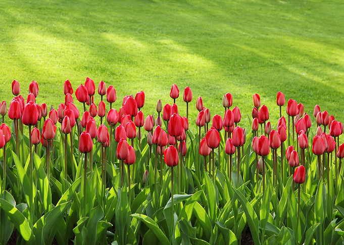 Colorful Tulips