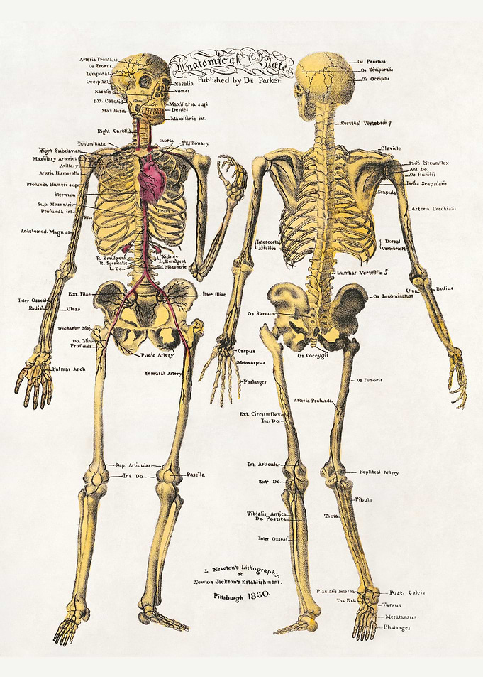 Anatomical plates publish