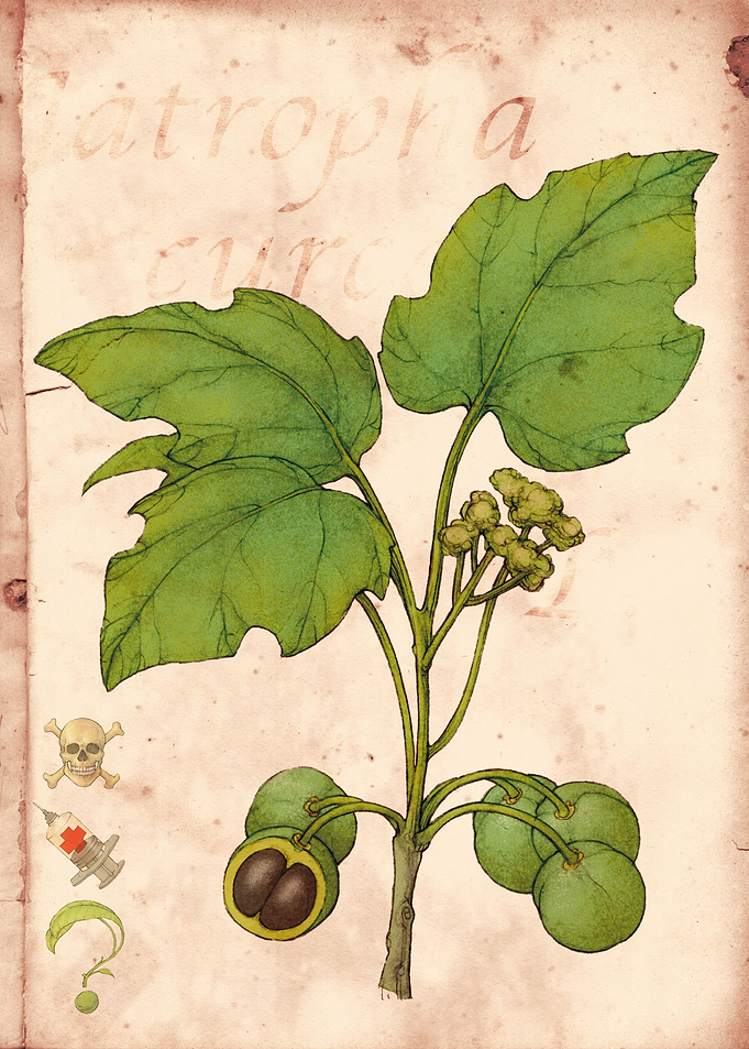 Jatropha curcas
