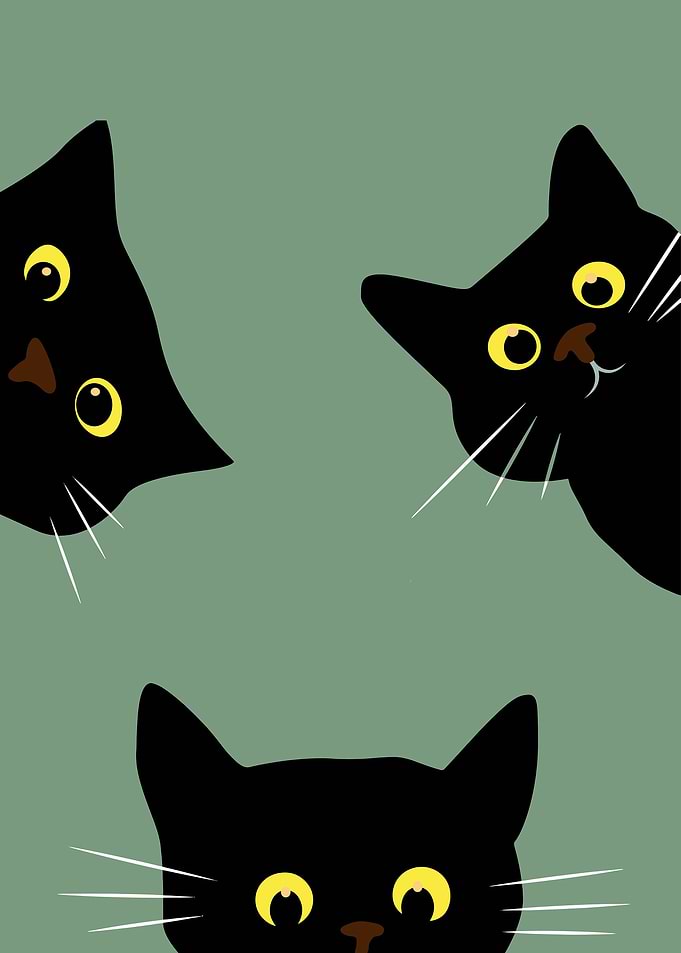 Funny Black Cat