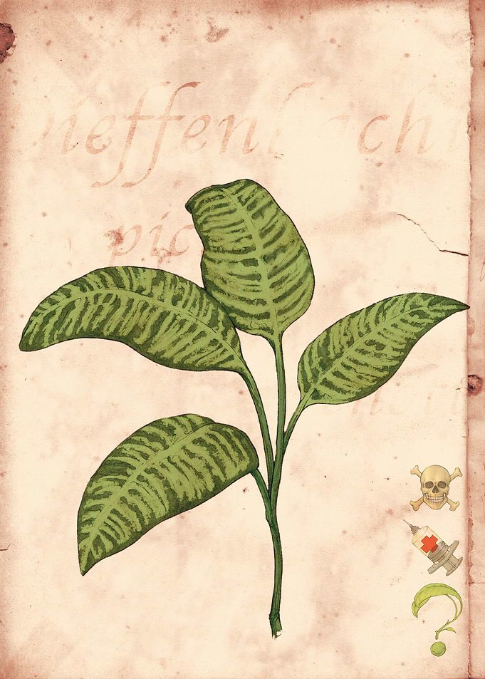 dieffenbachia picta schott