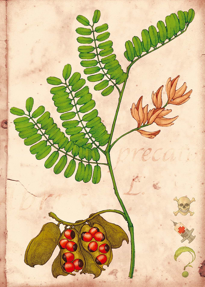 Abrus precatorius