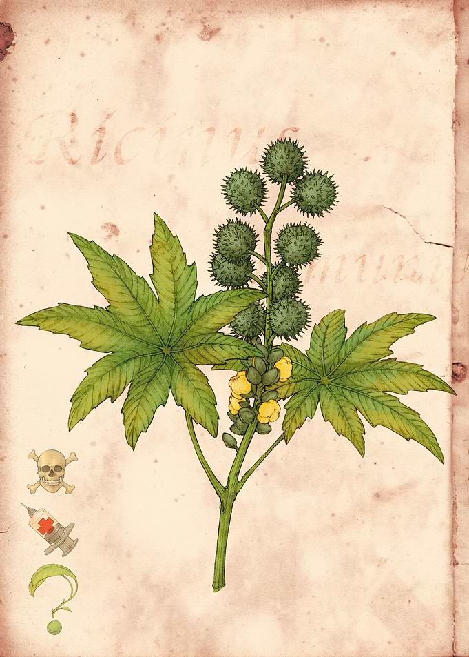 Ricinus communis