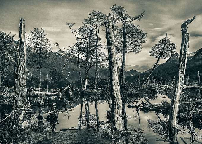Dry Forest Landscape
