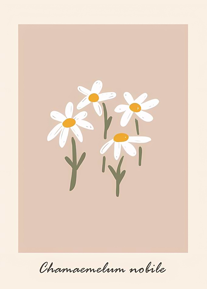 Flower market chamomile