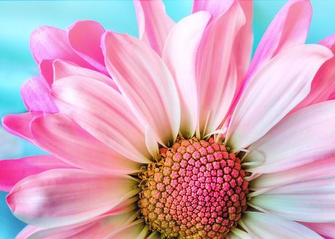 Pink rose photography